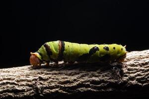 grüner Wurm auf einem Ast foto