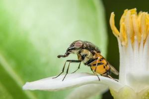 Syrphidae auf einer Blume foto