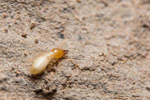 Termite, Nahaufnahmefoto foto