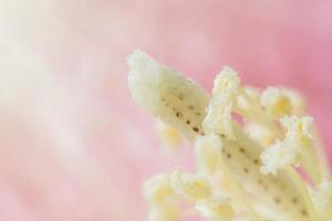 Wildblumen-Nahaufnahmefoto
