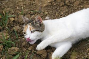 süße weiße Katze leckt ihre rosa Nase foto