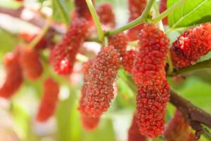 Nahaufnahme von roten Maulbeeren auf einem Zweig foto