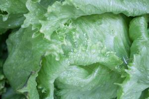 Nahaufnahme von grünen Salatblättern mit Wasser darauf foto
