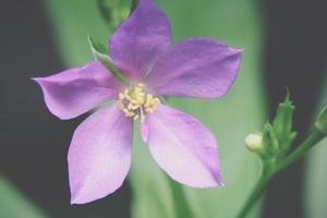 violette Blume, Nahaufnahmefoto