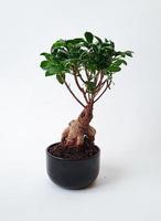 Bonsai-Baum auf einem weißen Hintergrund foto