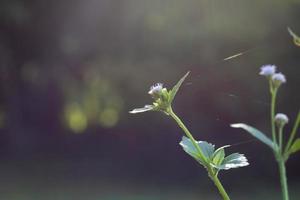 Nahaufnahme von Wildblumen foto