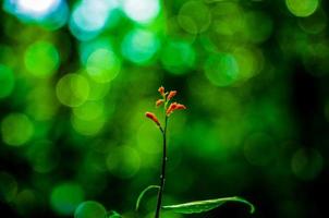 orange Blume gegen einen grünen Hintergrund foto