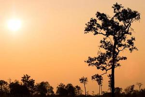 Silhouette der Bäume zur goldenen Stunde foto