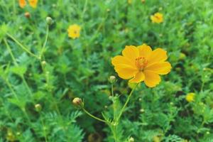 gelbe Blumen in einem Garten foto