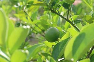 tagsüber frischer Zitronenbaum foto