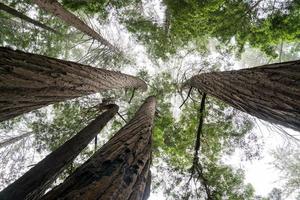 Redwoods von unten foto
