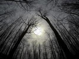 Silhouette von Bäumen in einem Wald