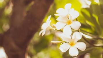 weiße Frangipani-Blüten