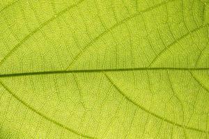 grüner Blatthintergrund foto