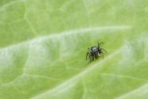 Spinne auf einem Blatt, Nahaufnahmefoto foto