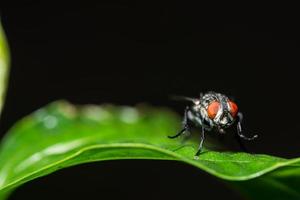 auf einem Blatt fliegen foto