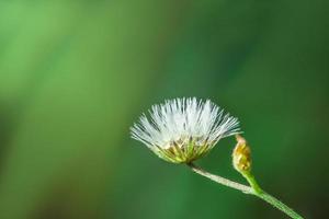 Wildblumen-Nahaufnahmefoto