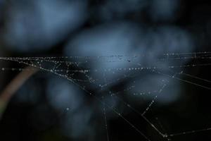 Wassertropfen auf das Spinnennetz, Nahaufnahme foto