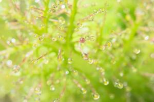 Wassertropfen auf einer Blume foto