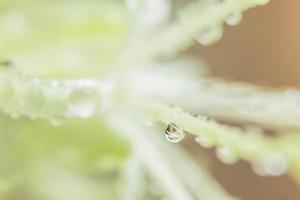 Wassertropfen auf eine grüne Pflanze foto
