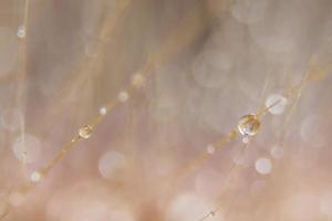 Wassertropfen auf wilden Blumen, unscharfer Hintergrund foto