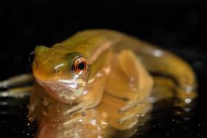 Frosch auf schwarzem Hintergrund foto