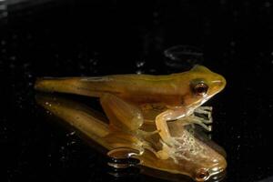 Froschpuppe auf schwarzem Hintergrund foto