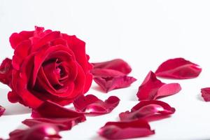 rote Rose auf weißem Hintergrund foto