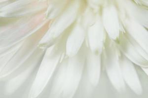 weißer Blumenhintergrund foto