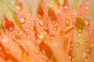 Wassertropfen auf Blütenblättern foto