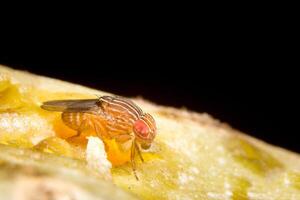 Fruchtfliege oder Drosophila Melanogaster foto