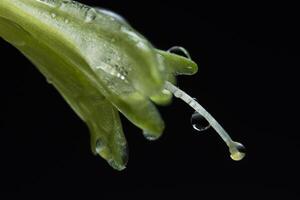 Wassertropfen auf Blütenblättern foto