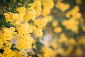 Nahaufnahme von gelben Blumen in einem Garten foto