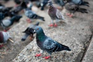 Tauben warten auf Essen in der öffentlichen Parkstraße, Thailand foto