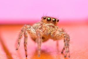 Schließen Sie die springende Spinne und den rosa Hintergrund foto