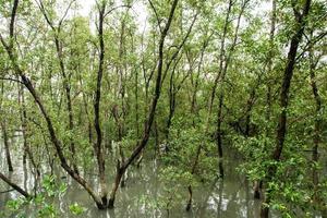 Mangrovenwald in Thailand foto