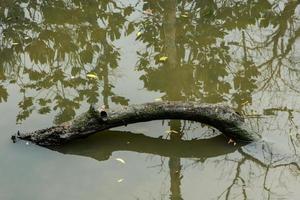 toter Baum im Wasser. foto