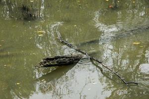 toter Baum im Wasser foto