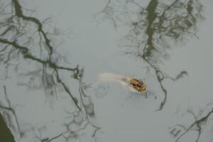 Schlammspringer im Wasser foto