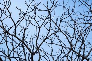 Zweige auf blauem Himmel Hintergrund foto