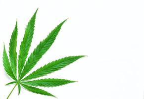 Cannabisblatt lokalisiert auf weißem Hintergrund foto