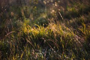 Szene mit wildem Gras auf einem Sonnenlicht foto