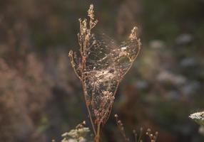 Szene mit wildem Gras auf einem Sonnenlicht foto