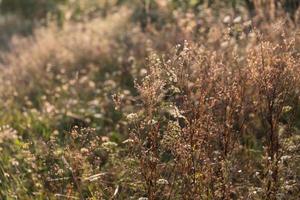 Szene mit wildem Gras auf einem Sonnenlicht foto