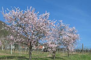 Mandelblüte - Prunus Dulcis - im Weinbaugebiet Pfalz, Deutschland foto
