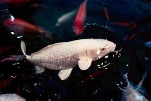 weiße koi-fische, die im teich schwimmen foto