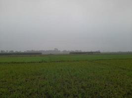 landschaft mit schönem reisfeld des dorfes kushtia, bangladesch, asien. schöne Natur. foto