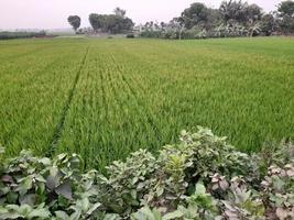 landschaft mit schönem reisfeld des dorfes kushtia, bangladesch, asien. schöne Natur. foto