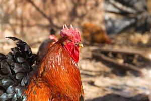 Porträt eines auffälligen Hahns im Hühnerstall mit auffälligem Gefieder foto