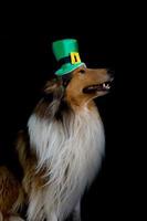 Porträt eines rauen Collie-Hundes mit Saint Patrick's Day-Zylinder foto